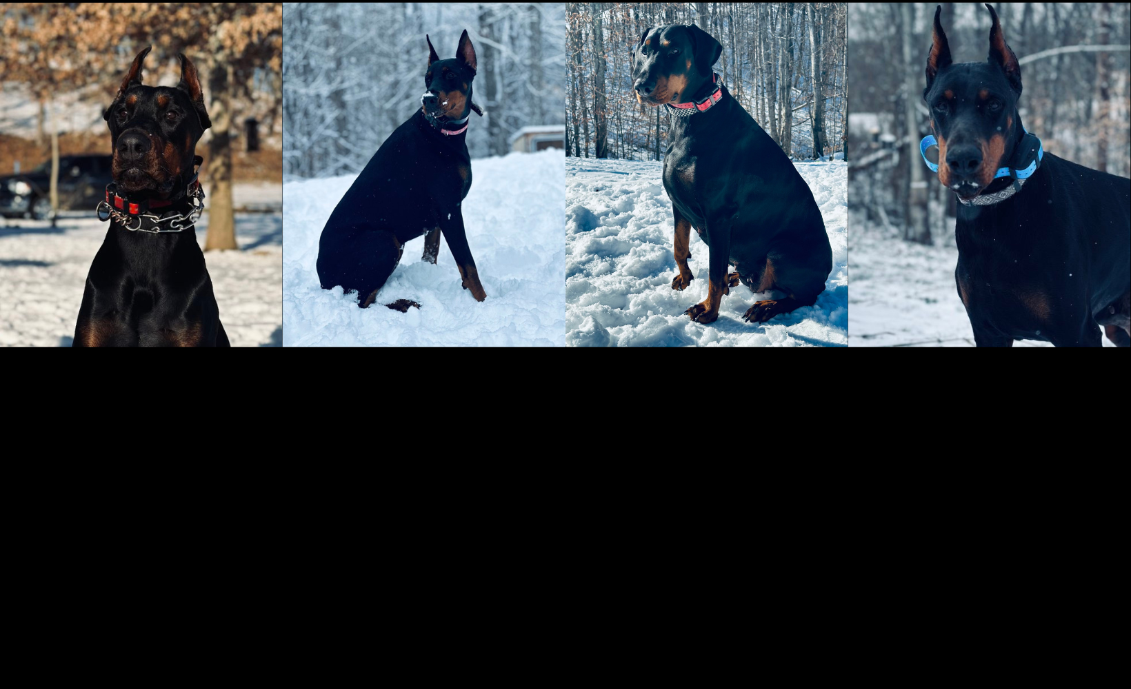 Quality 2024 european dobermans